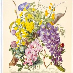 The Pea Tribe by Elizabeth Twining showing various pea flowers in bloom.